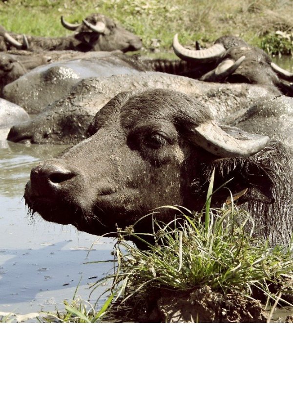 Water buffalo near Bazna